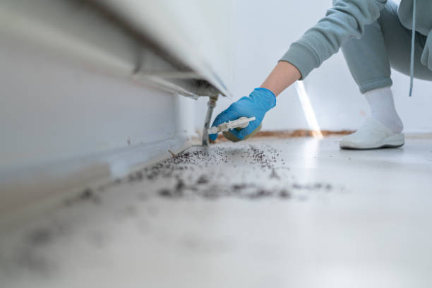 Best Local Pest Control Services  in Edcouch, TX